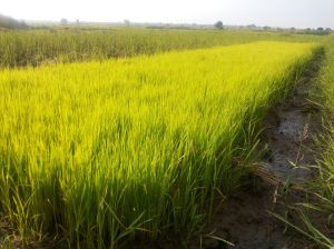 Rice farming may be lucrative based on market demand but  has lots of demands.